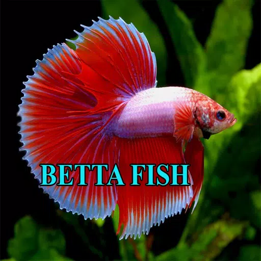 Betta Fish Gallery Captura de tela 2